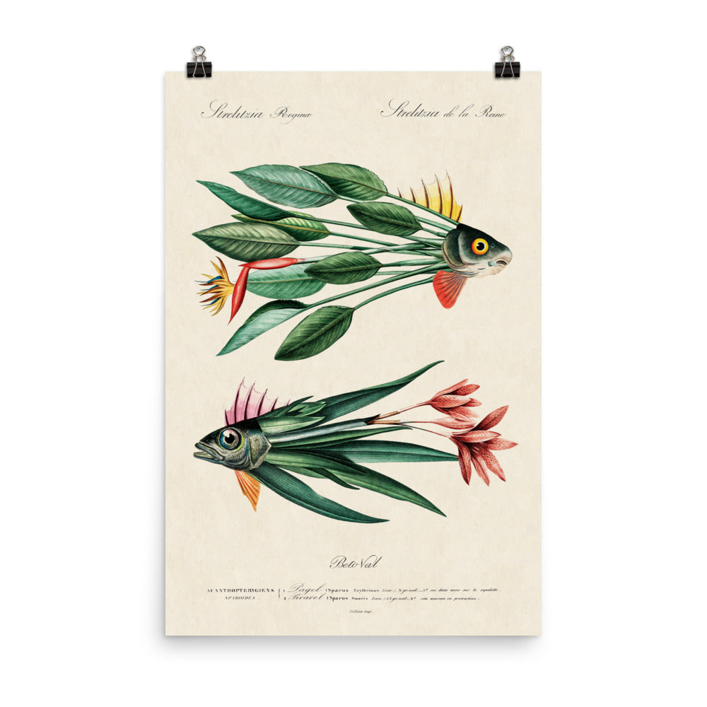 Leaf fish - biggest format (24”x36”in / 61x91cm)