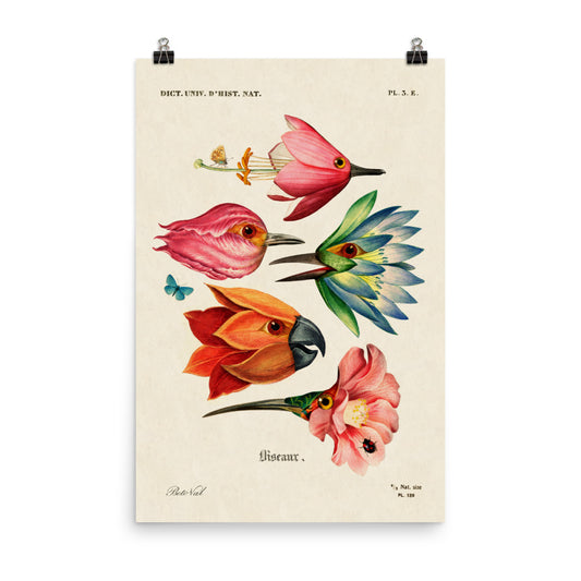 Flower birds - biggest format (24”x36”in / 61x91cm)