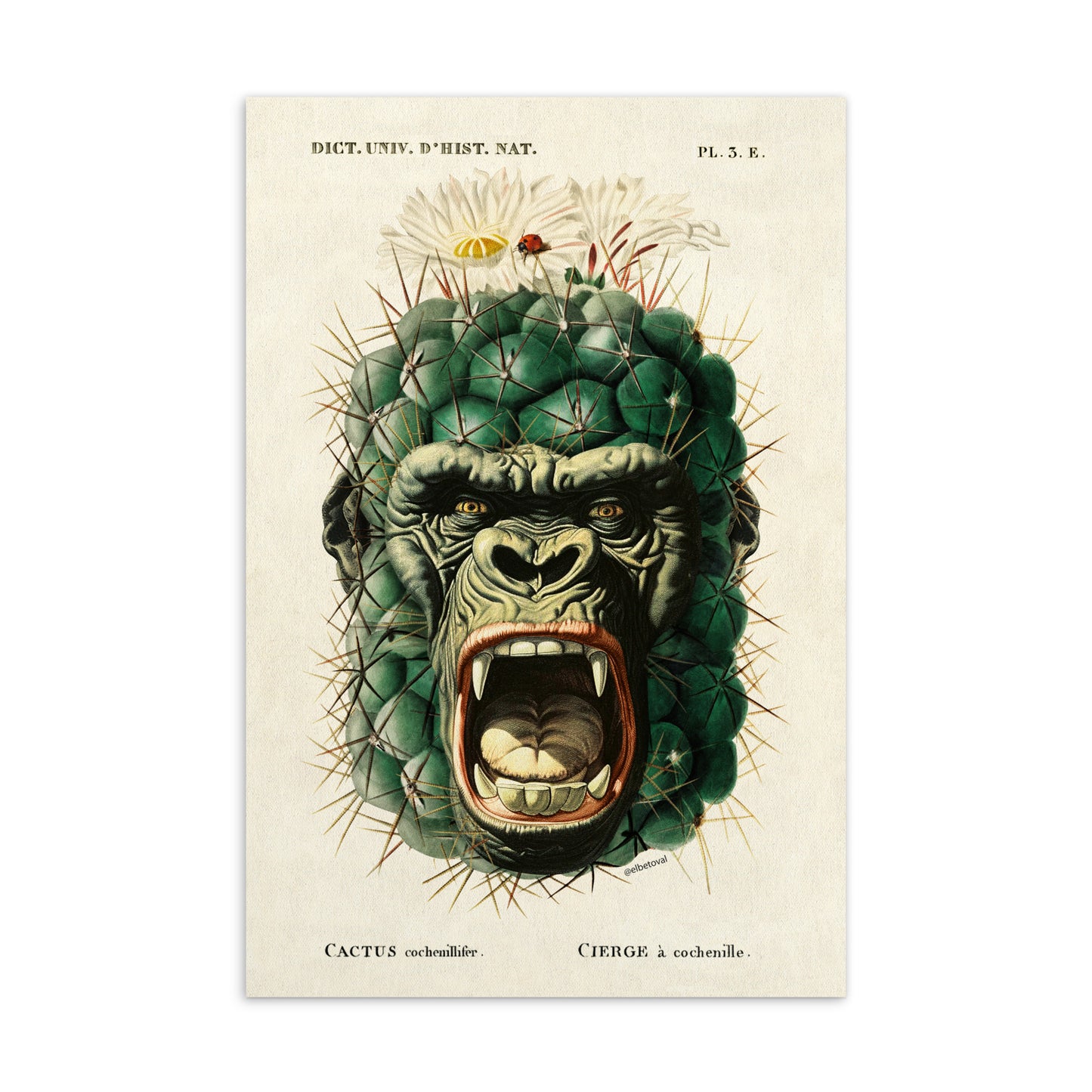 Kactus King - Postcard