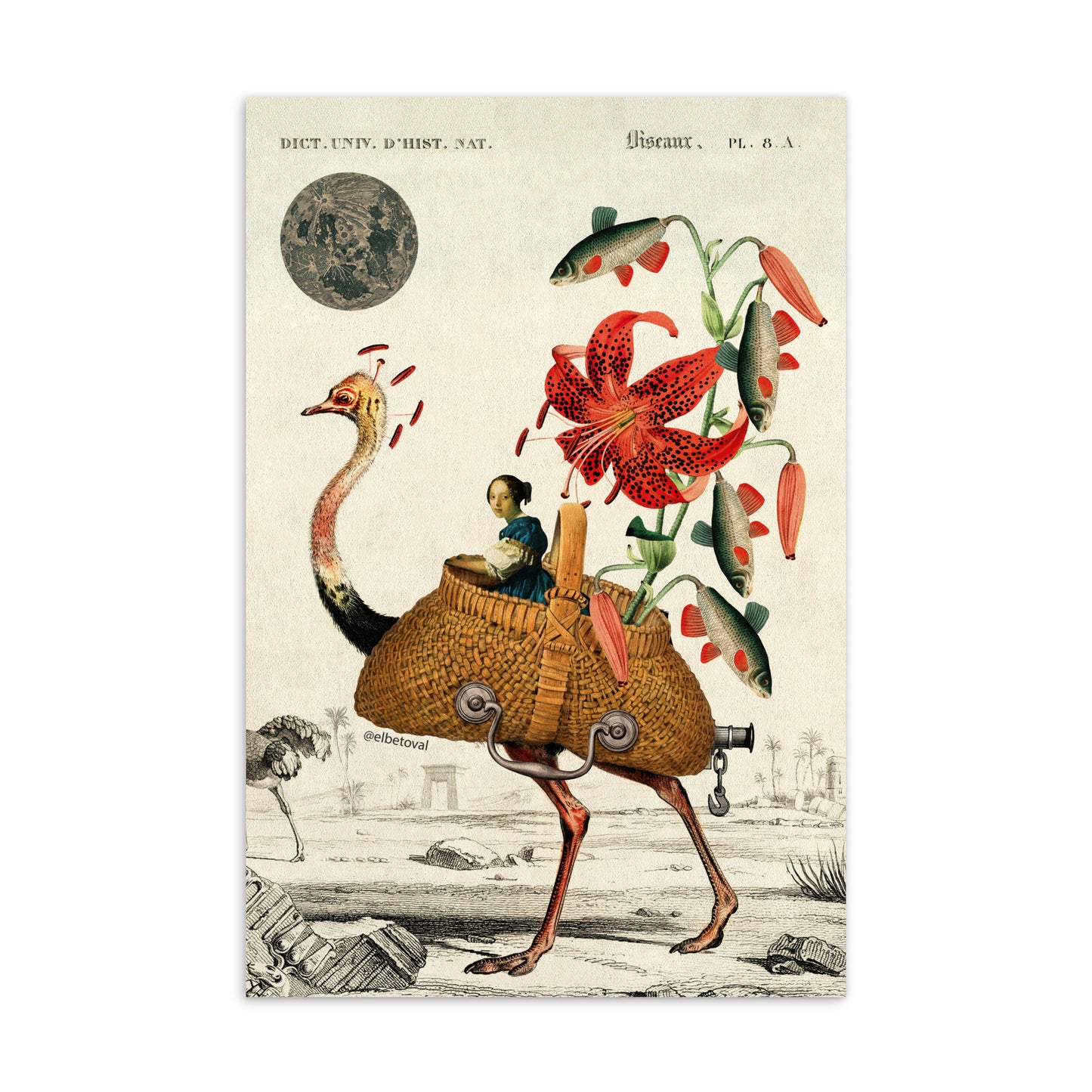 Ostrich carriage - Postcard