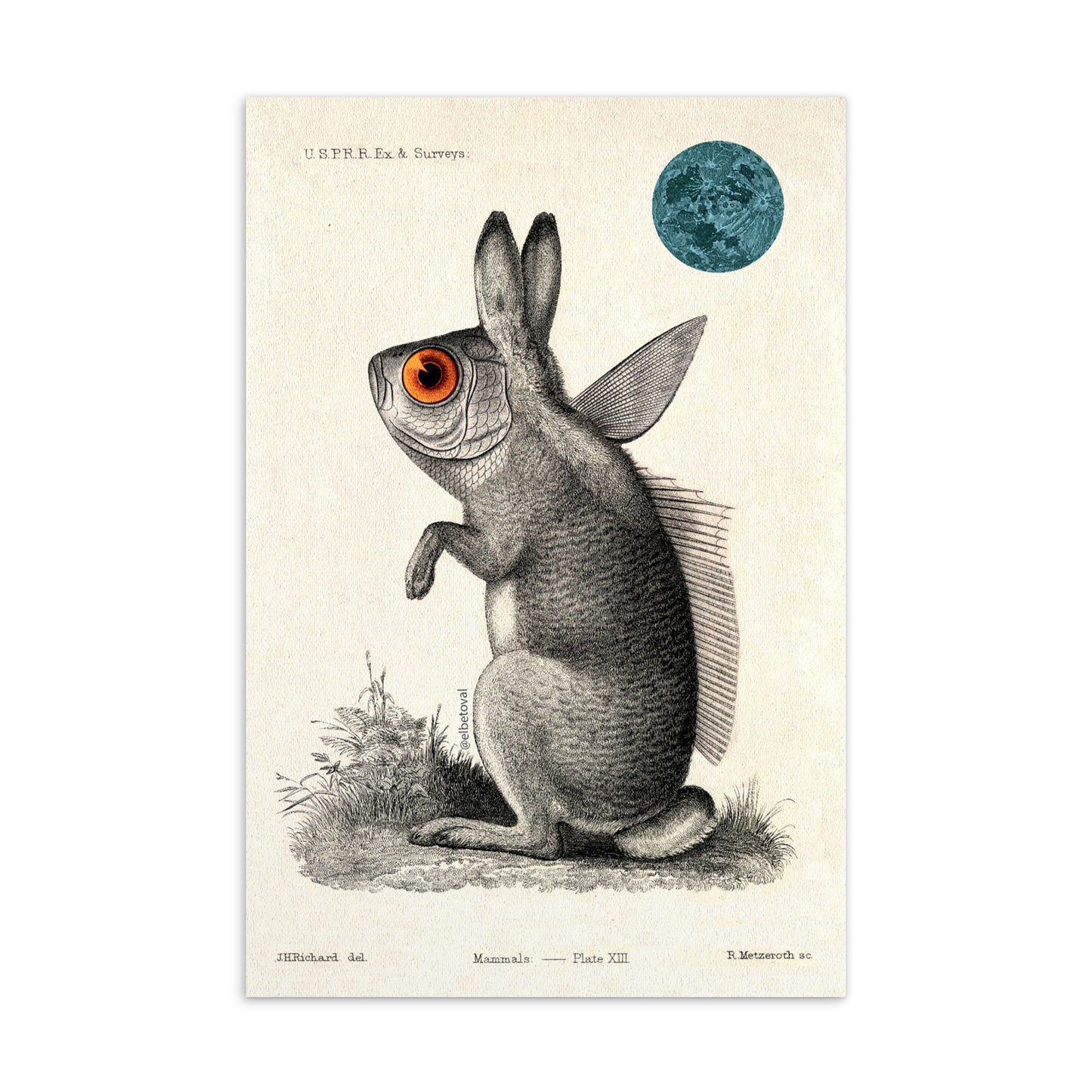 Rabbit fish - Postcard