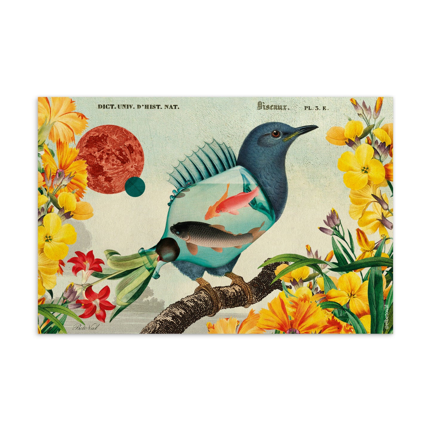 Aquarium bird - Postcard