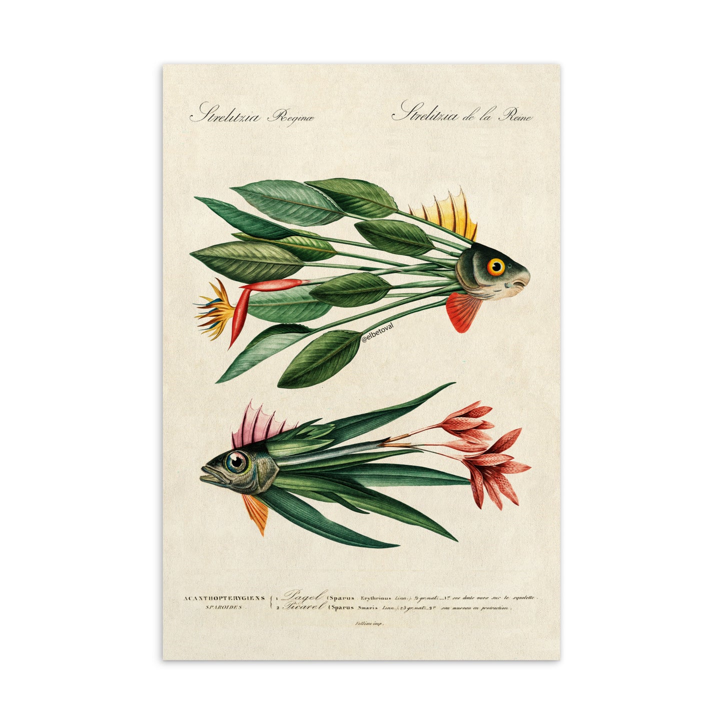 Leaf fish - Postcard