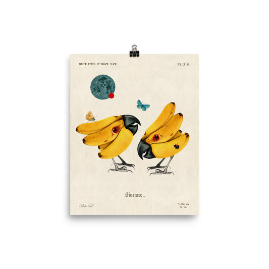 Banana birds