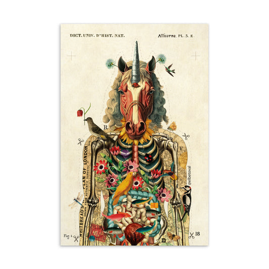 Autopsy of a unicorn - Postcard