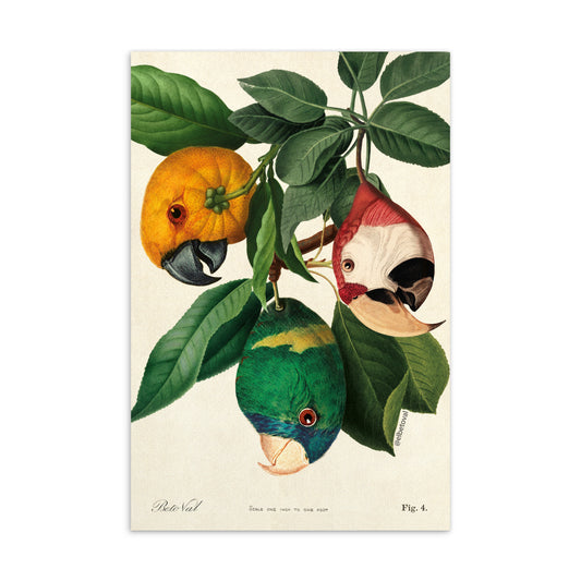 Parrot harvest - Postcard