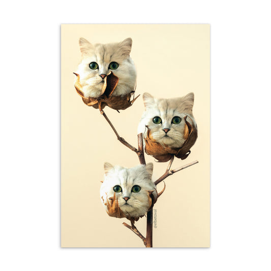 Cotton cats - Postcard